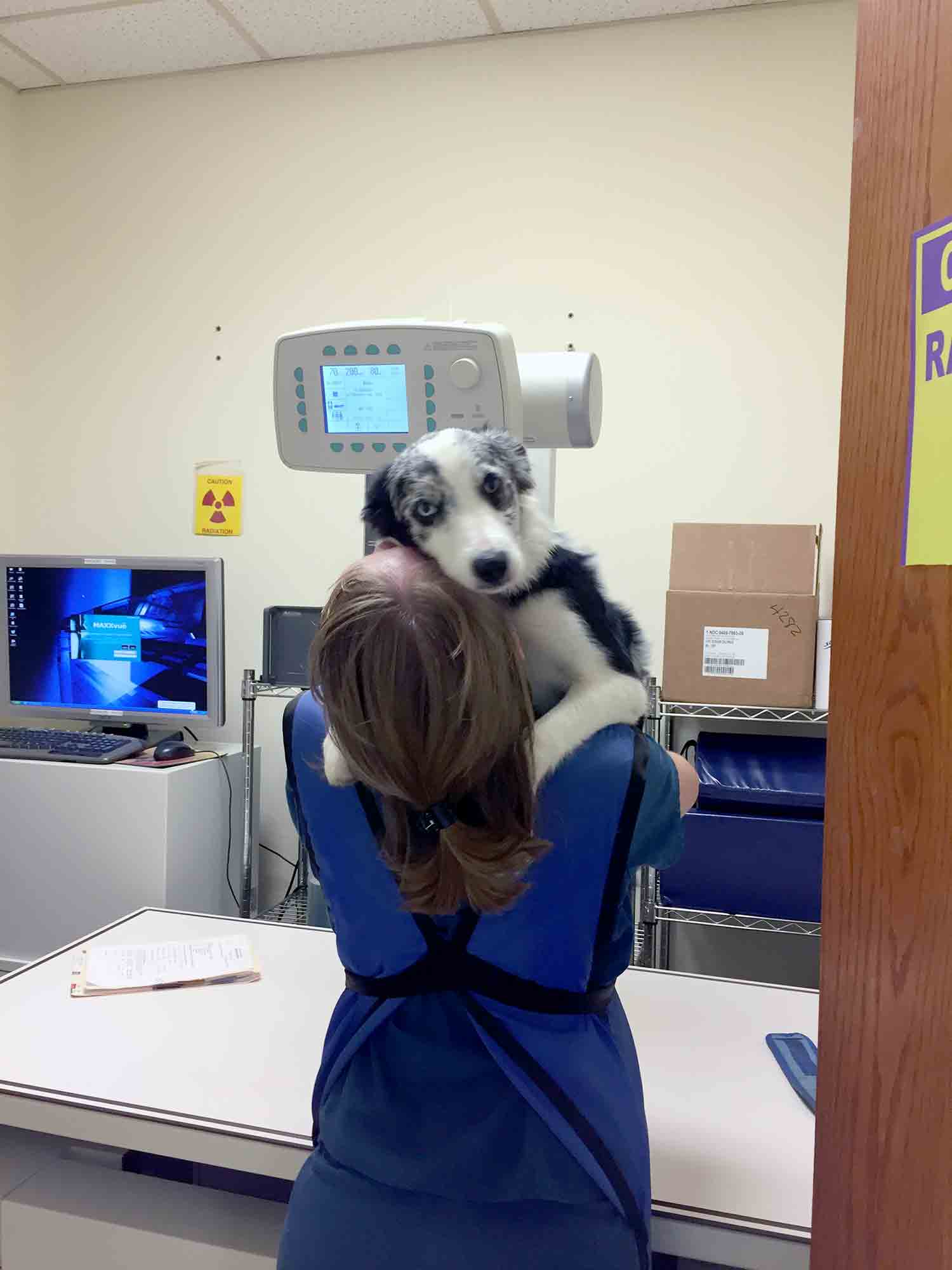 dogs with diagnostic tools