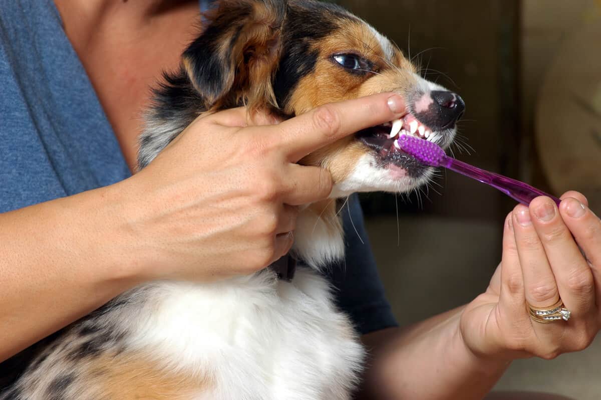 dog getting dental care